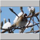 Carduelis carduelis - Stieglitz 01e.jpg